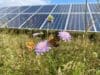 Solar panels in a solar farm field with grass and wildlife around it.